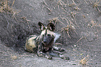 lying African Hunting Dog