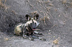 lying African Hunting Dog