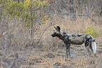 standing African Hunting Dog