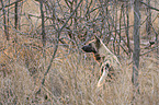 standing African Hunting Dog