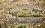 African hunting dogs