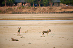 African hunting dogs