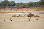African hunting dogs