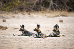 African hunting dogs
