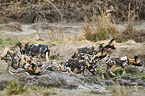 African hunting dogs