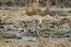 African hunting dogs