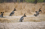 African hunting dogs