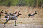 African hunting dogs