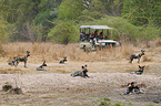 African hunting dogs