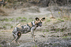 African hunting dog