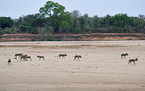 African hunting dogs