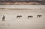 African hunting dogs