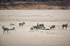 African hunting dogs