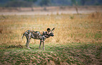 African hunting dog