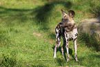 African hunting dog