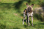 African hunting dog