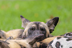 African hunting dogs