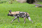 African hunting dog