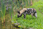 African hunting dog