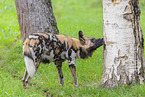 African hunting dog