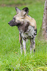 African hunting dog