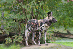 African hunting dog