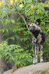African hunting dog