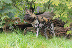 African hunting dog