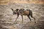 African painted dog