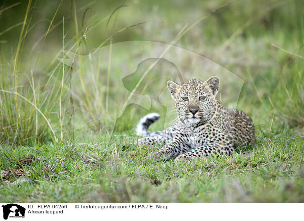 Afrikanischer Leopard / African leopard / FLPA-04250