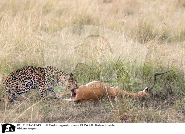 African leopard / FLPA-04343