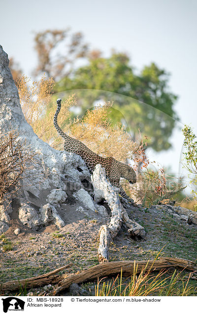 Afrikanischer Leopard / African leopard / MBS-18928