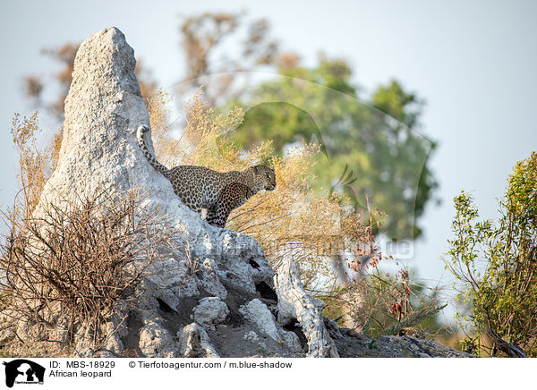 Afrikanischer Leopard / African leopard / MBS-18929