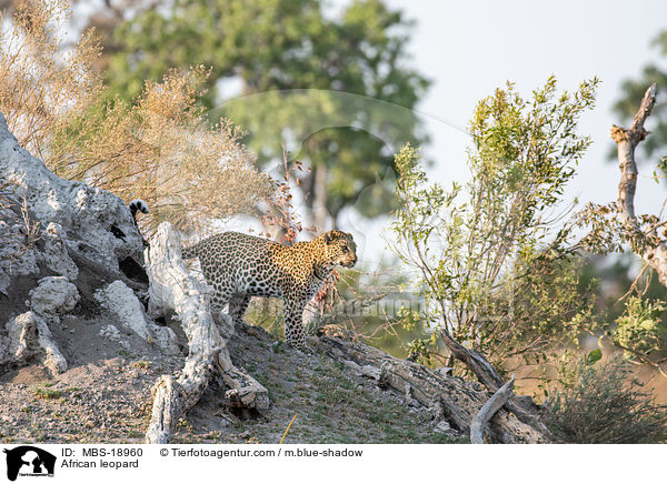 African leopard / MBS-18960
