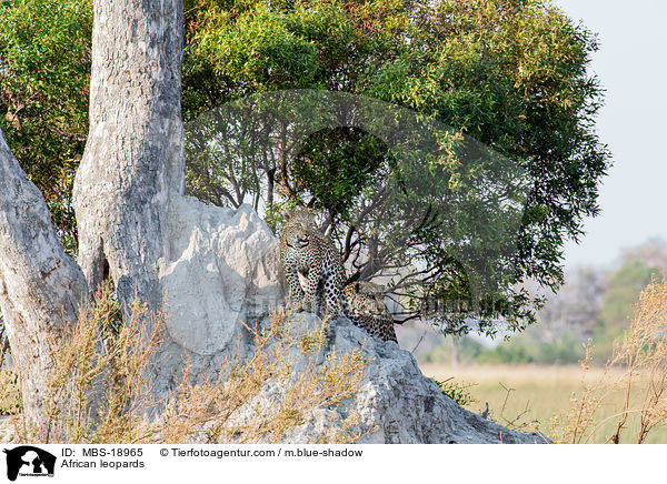 Afrikanische Leoparden / African leopards / MBS-18965