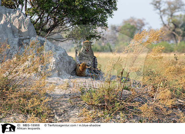 African leopards / MBS-18968