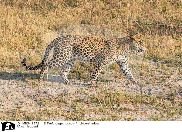 African leopard / MBS-18972