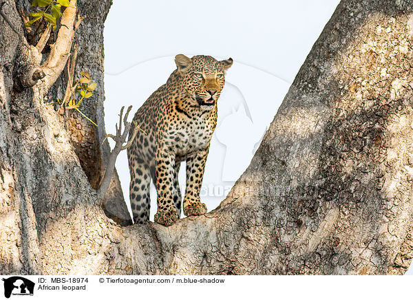 African leopard / MBS-18974