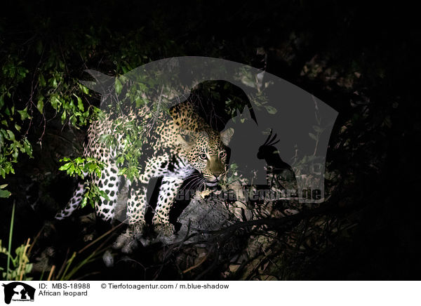 Afrikanischer Leopard / African leopard / MBS-18988