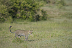African leopard