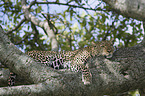 African leopard