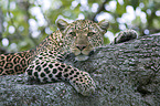 African leopard