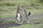 African leopard