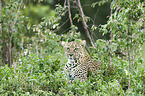 African leopard
