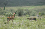 African leopard