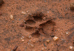African leopard