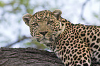 African leopard
