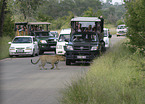 African leopard