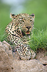 African leopard