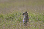 African leopard